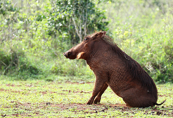 Nairobi NP