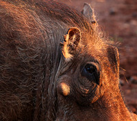 Nairobi NP