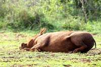 Nairobi NP