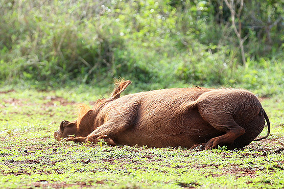 Nairobi NP
