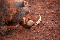 Nairobi NP