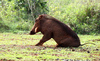 Nairobi NP