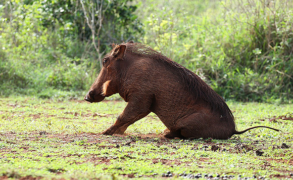 Nairobi NP