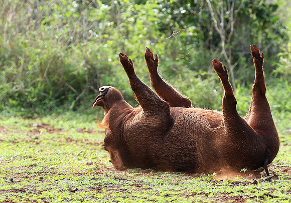 Nairobi NP