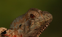 Casque headed lizard