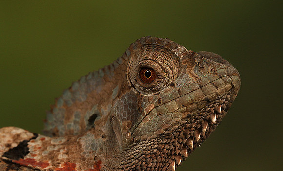 Casque headed lizard