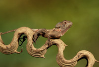 Casque headed lizard