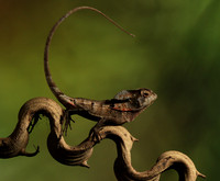 Casque headed lizard