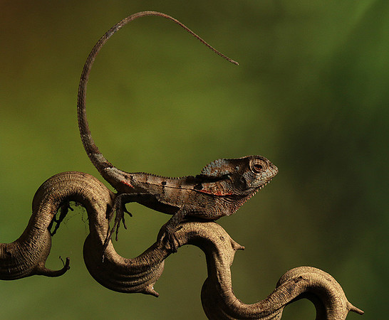 Casque headed lizard