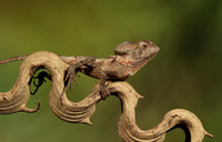 Casque headed lizard