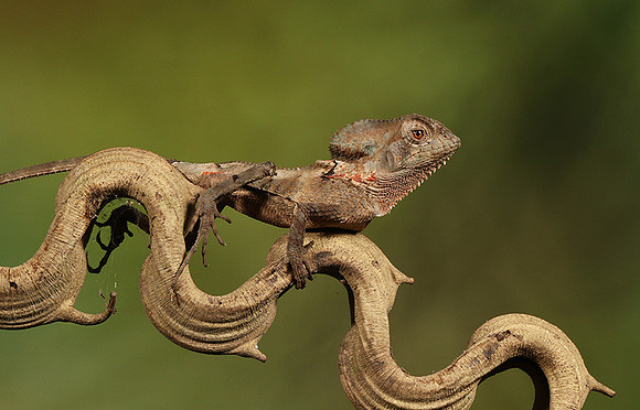 Casque headed lizard