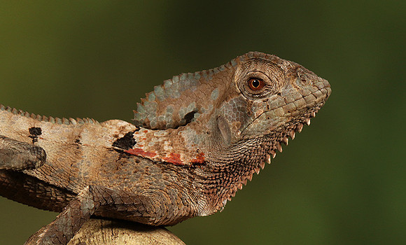 Casque headed lizard