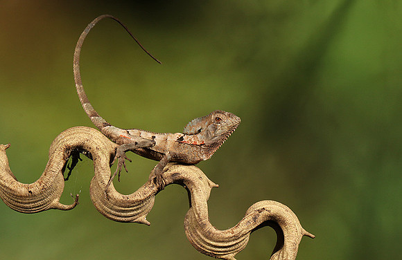 Casque headed lizard
