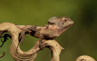 Casque headed lizard
