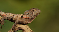 Casque headed lizard
