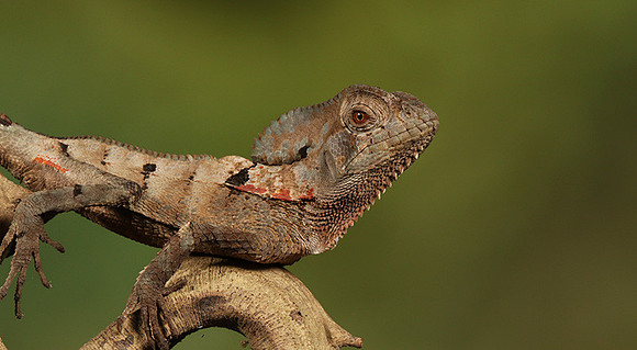 Casque headed lizard