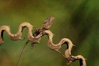 Casque headed lizard