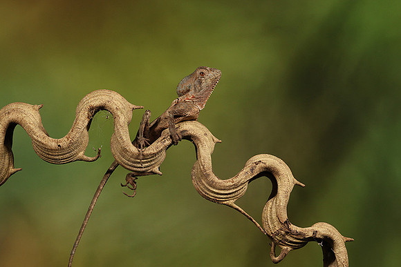 Casque headed lizard