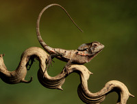 Casque headed lizard