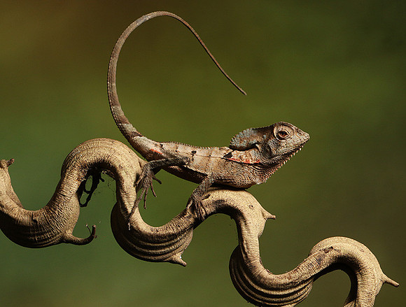 Casque headed lizard