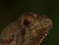 Casque headed lizard