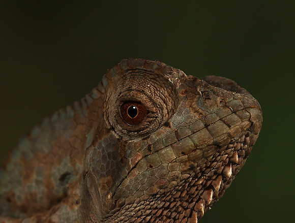 Casque headed lizard