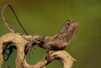 Casque headed lizard