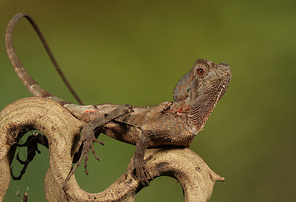 Casque headed lizard
