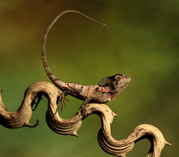 Casque headed lizard
