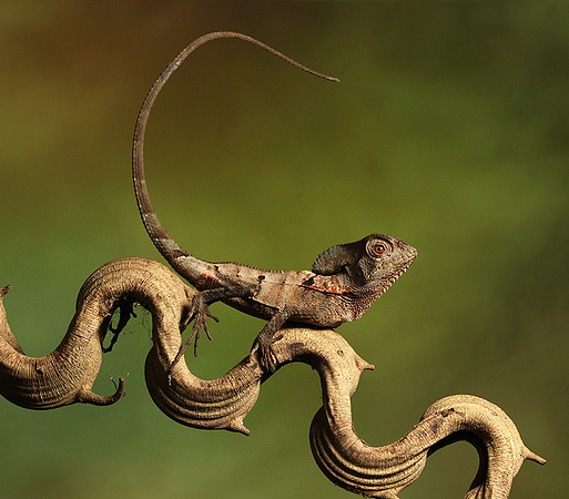 Casque headed lizard