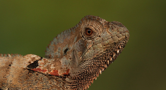 Casque headed lizard