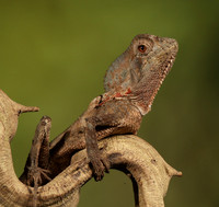 Casque headed lizard