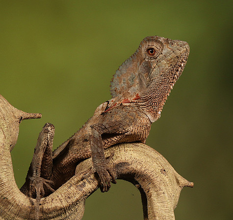 Casque headed lizard