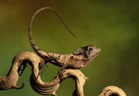 Casque headed lizard