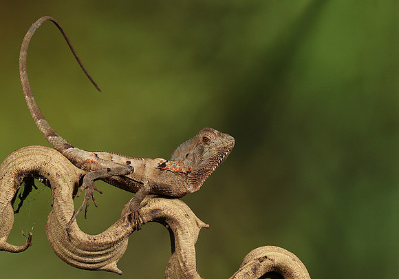 Casque headed lizard