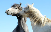 Camargue