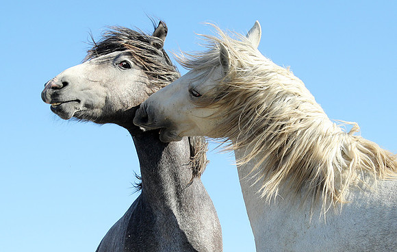Camargue