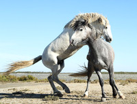 Camargue