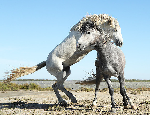 Camargue