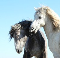 Camargue