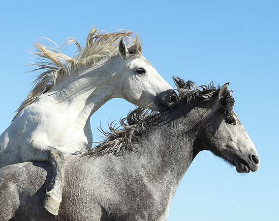 Camargue
