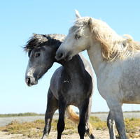 Camargue