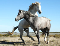Camargue