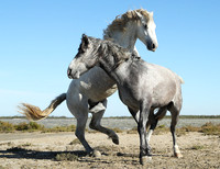 Camargue