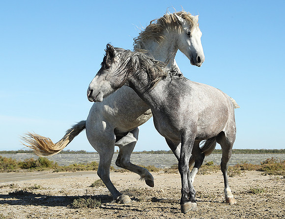 Camargue