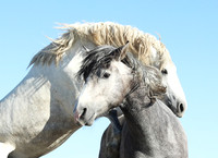 Camargue