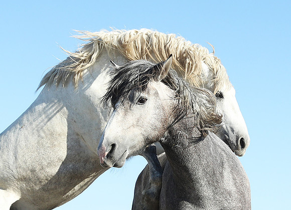 Camargue