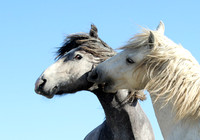 Camargue