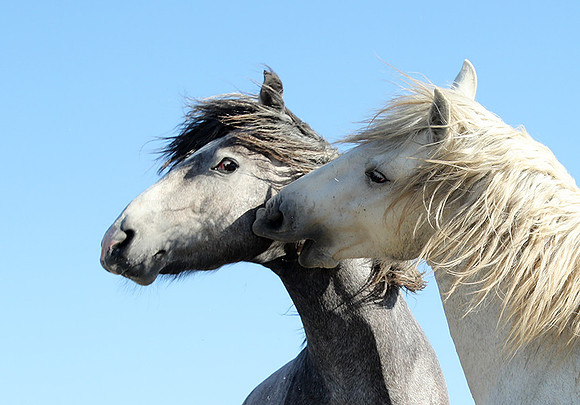 Camargue