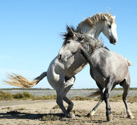Camargue